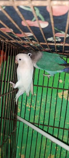 breedir lovebirds pair for sale