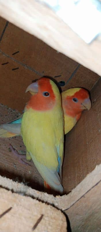 breedir lovebirds pair for sale 1