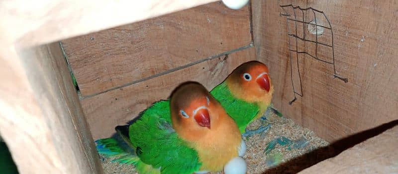 breedir lovebirds pair for sale 2