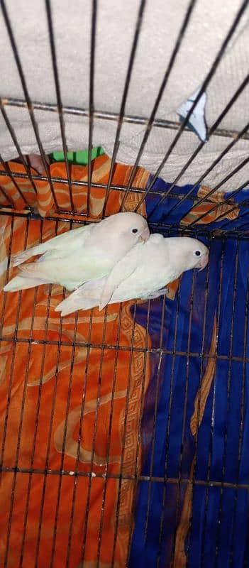 breedir lovebirds pair for sale 3