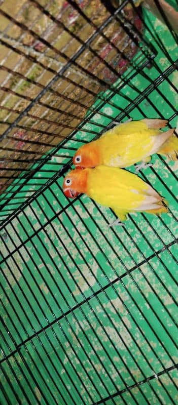 breedir lovebirds pair for sale 4