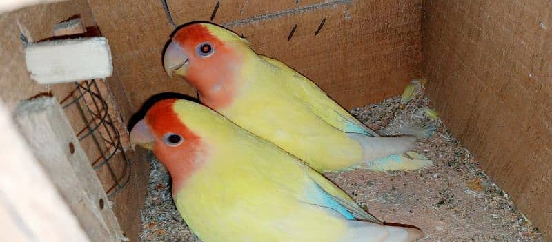 breedir lovebirds pair for sale 5