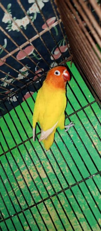 breedir lovebirds pair for sale 6