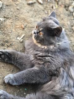 Persian