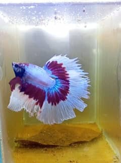 Exotic Betta Fish Available