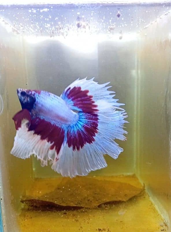 Exotic Betta Fish Available 0