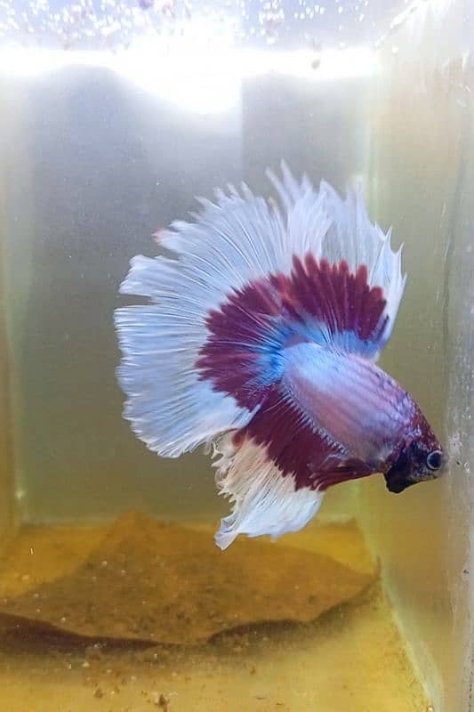 Exotic Betta Fish Available 1