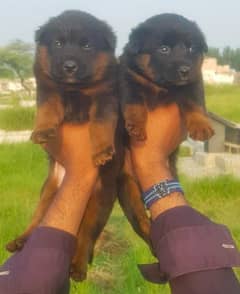 German Shepherd Puppy For sale