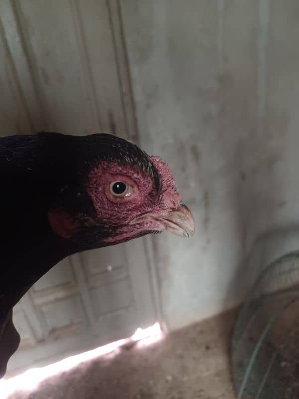 want to sale my aseel hens 0