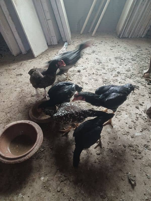 want to sale my aseel hens 1