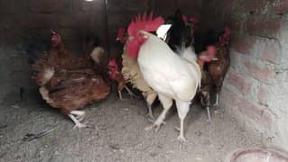 egg laying hens for sale