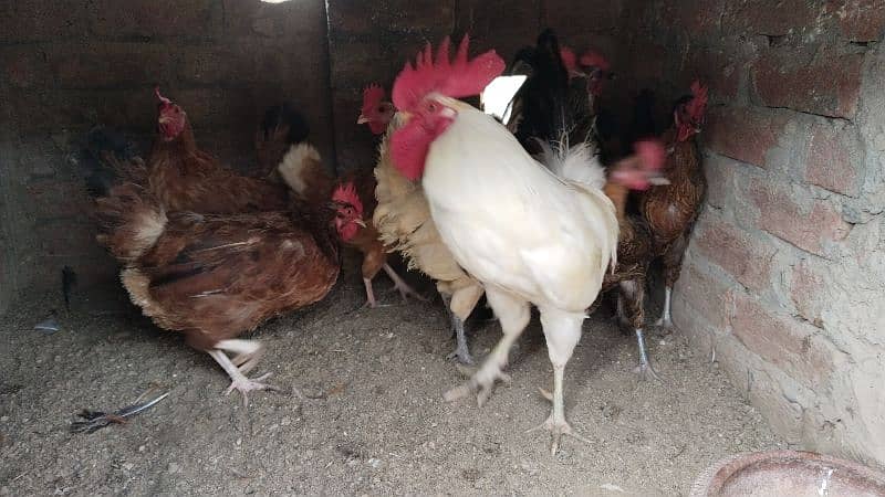 egg laying hens for sale 0