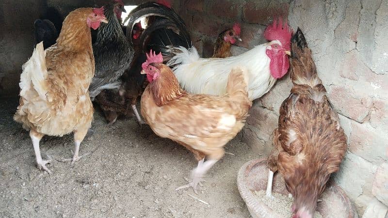 egg laying hens for sale 1