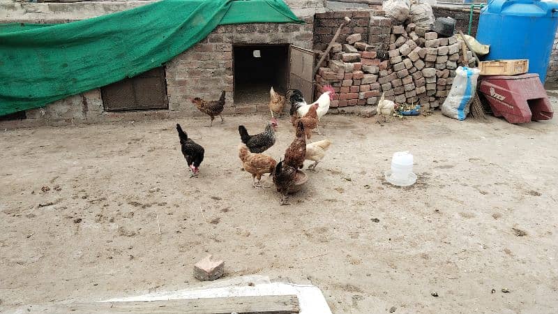 egg laying hens for sale 3