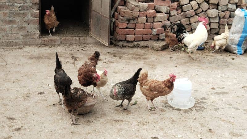 egg laying hens for sale 4