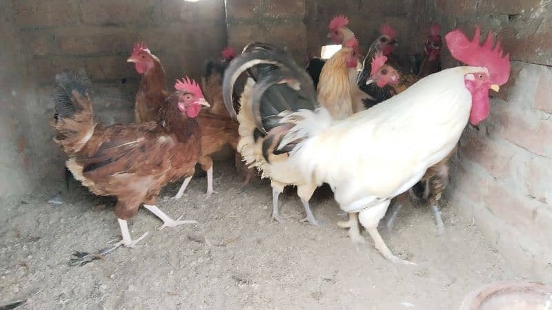 egg laying hens for sale 5