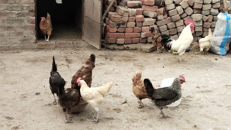 egg laying hens for sale 6