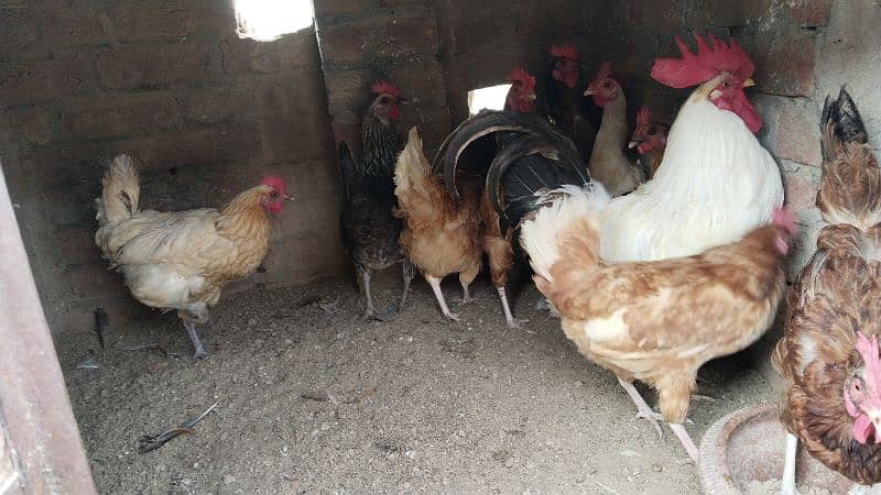 egg laying hens for sale 7