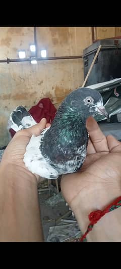 Taddy pigeon