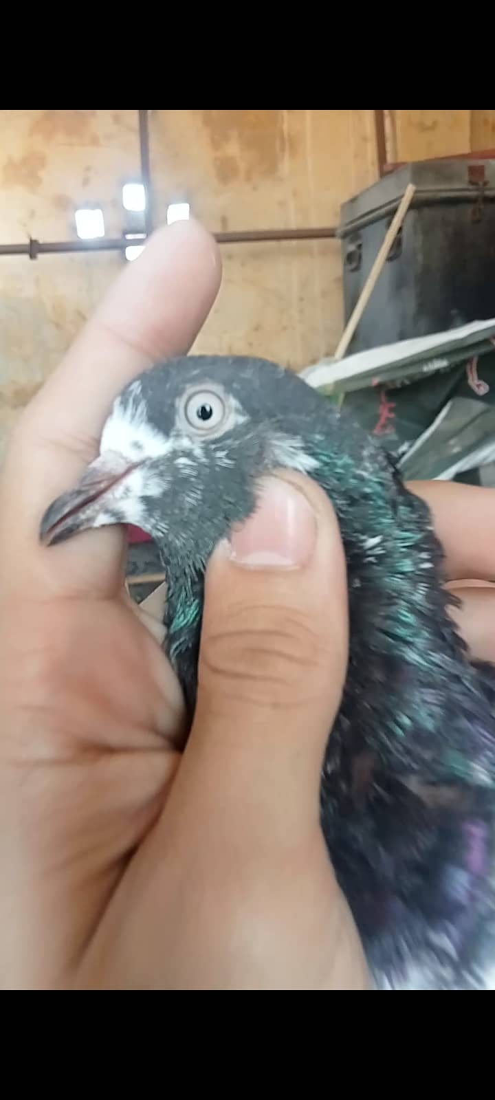 Taddy pigeon 1