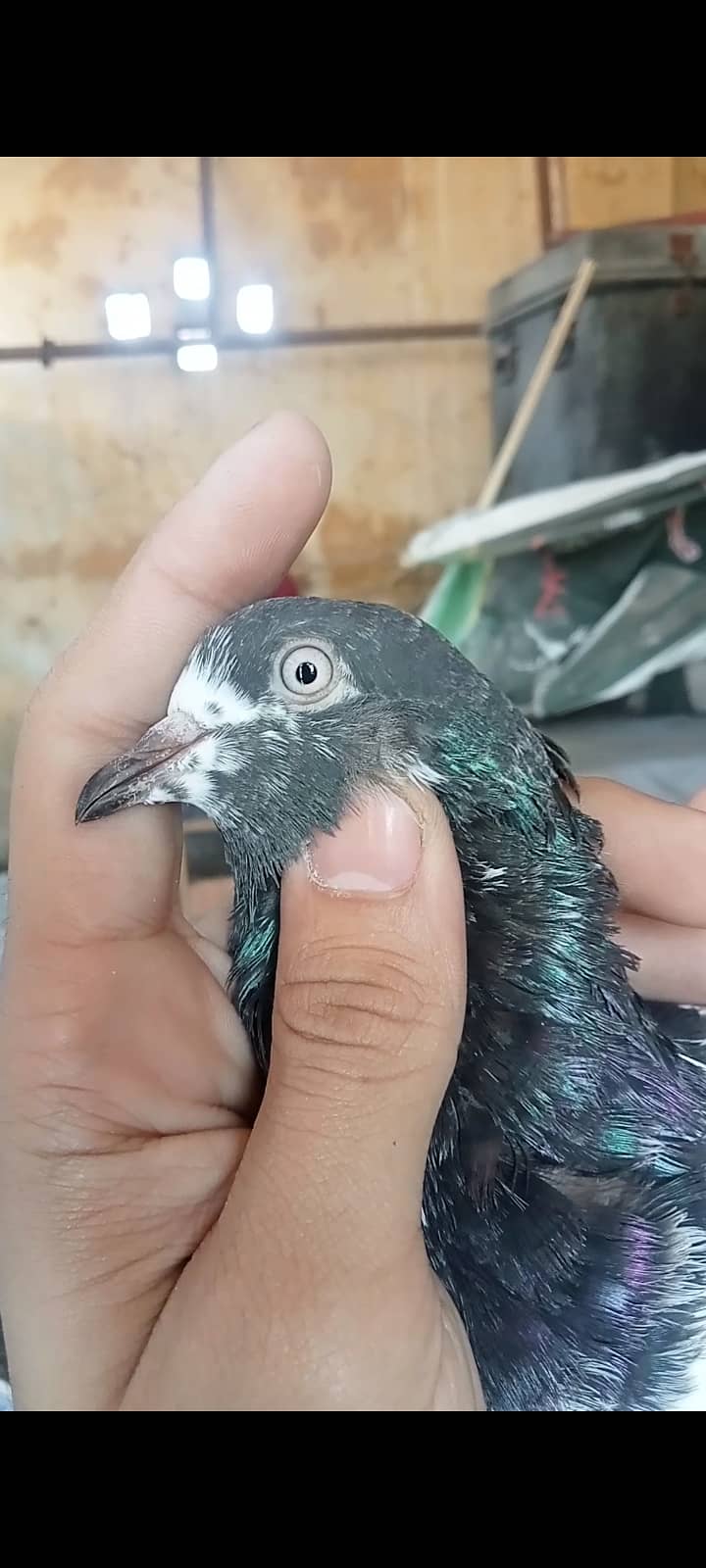 Taddy pigeon 2