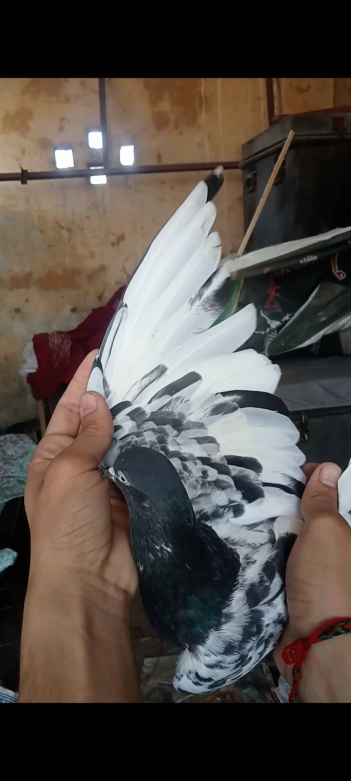 Taddy pigeon 4