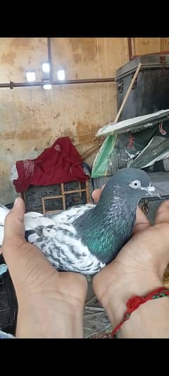 Taddy pigeon