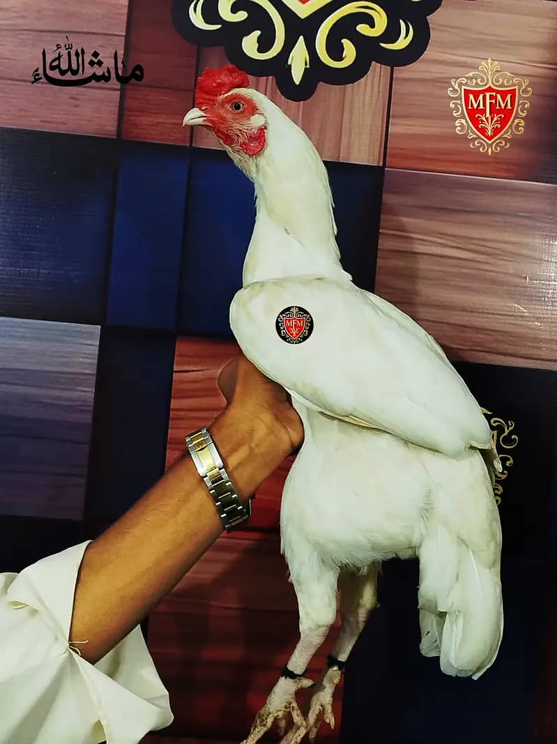 White Paper Heera / Aseel Pair / Pure Aseel Hen / High Quality Heera 5