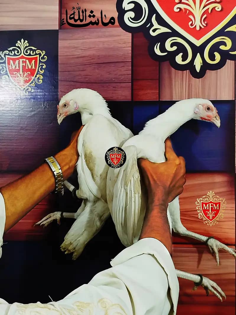 White Paper Heera / Aseel Pair / Pure Aseel Hen / High Quality Heera 7