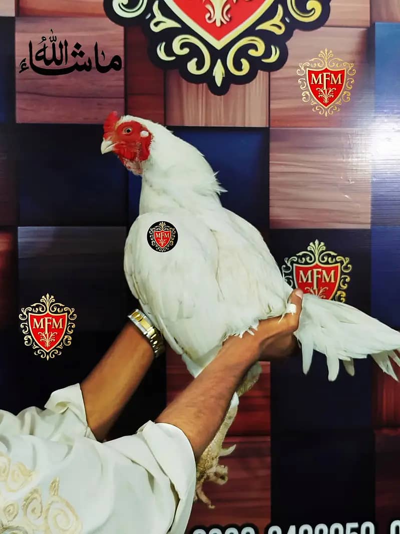 White Paper Heera / Aseel Pair / Pure Aseel Hen / High Quality Heera 8