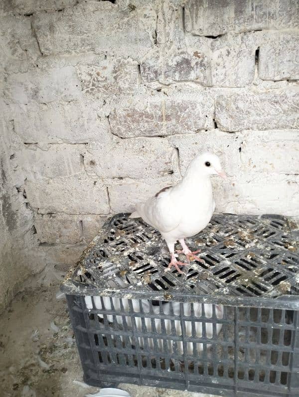 fancy pigeon 2