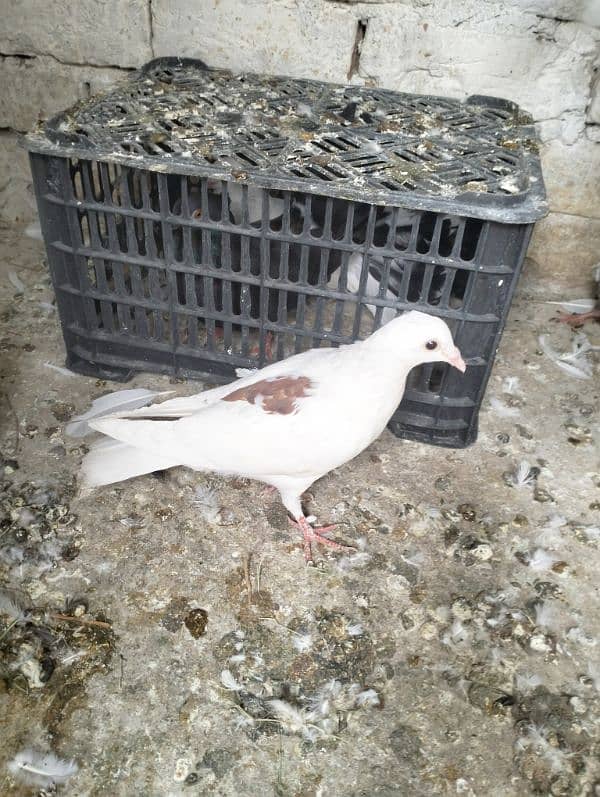 fancy pigeon 3