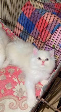 Persian Cat for sale my WhatsApp number03260536967