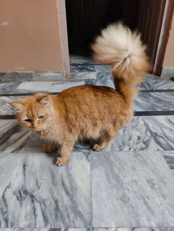 Persian cat f 2