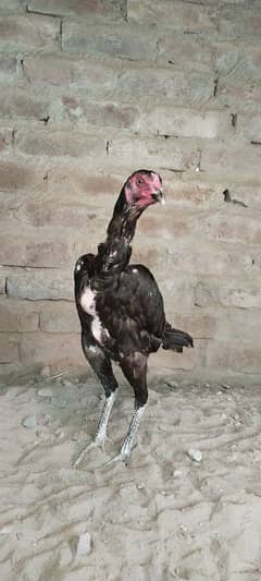 pakoi pullet