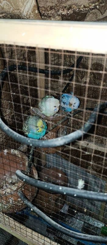 Australian parrot پیارے طوطے 7