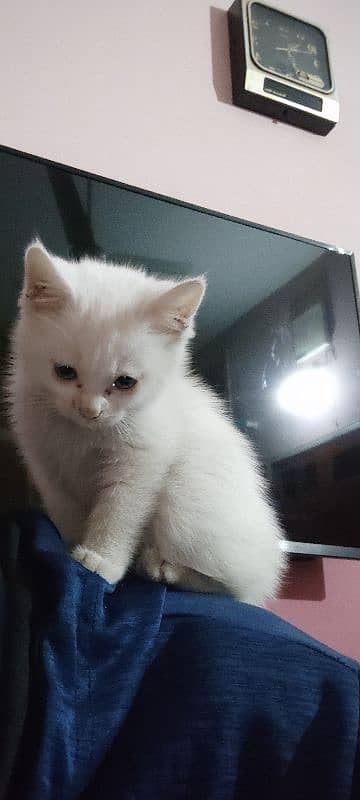 Persian kitten 1