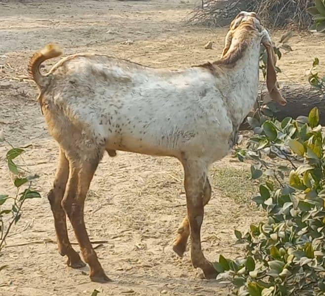 DESI MAKHI CHEENA BAKRA 0