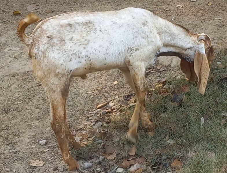 DESI MAKHI CHEENA BAKRA 2