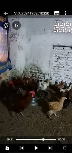 Desi Hens and Cocks