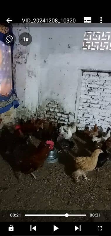 Desi Hens and Cocks 0