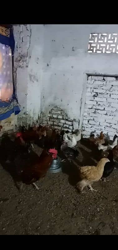 Desi Hens and Cocks 1