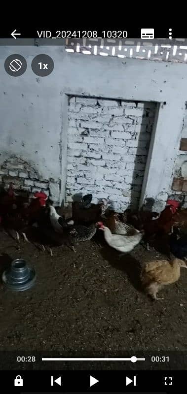 Desi Hens and Cocks 2