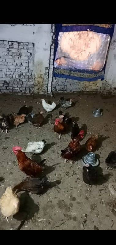 Desi Hens and Cocks 3