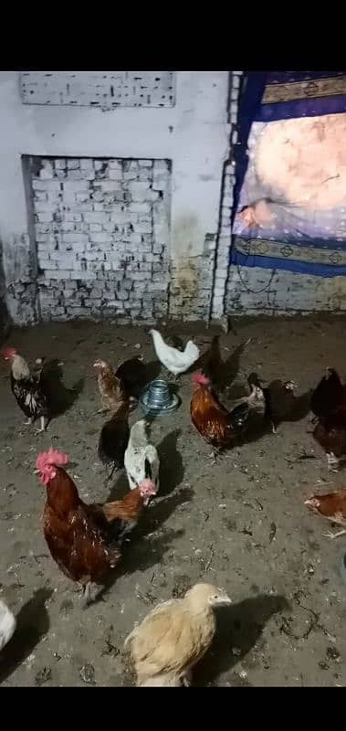 Desi Hens and Cocks 4