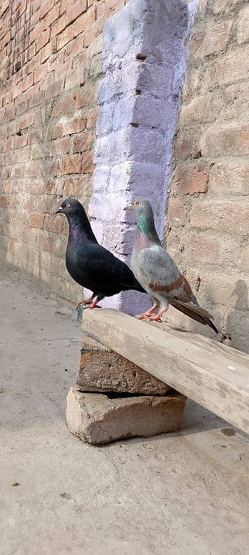 2 pigeon female sale contact 1