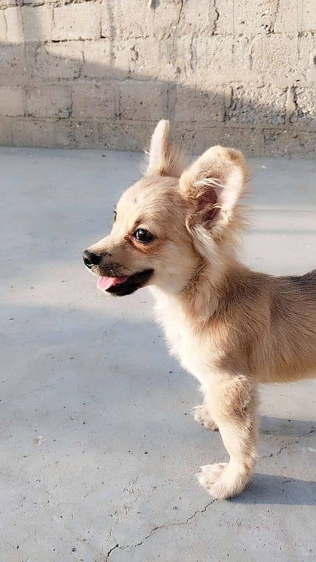 Toy breed Chihuahua puppy male for sale 0