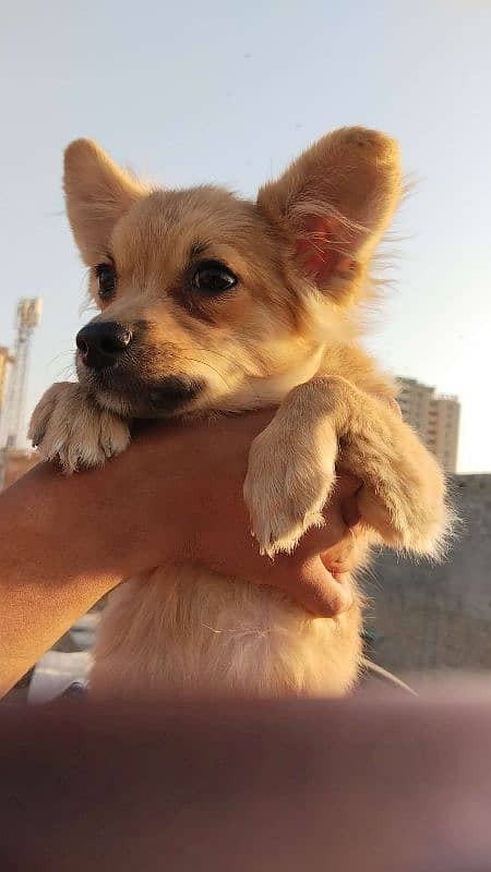 Toy breed Chihuahua puppy male for sale 3