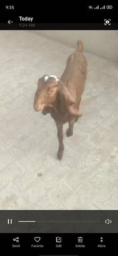 healthy and active nagra bakri