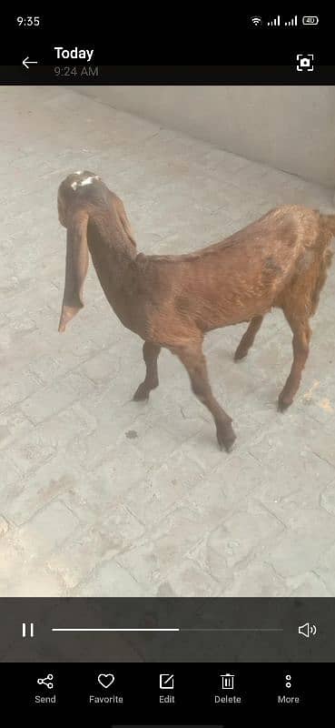 healthy and active nagra bakri 1